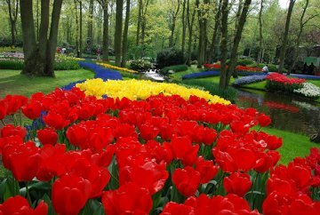 Tulipani gialli ed altri fiori dal mondo (IV)