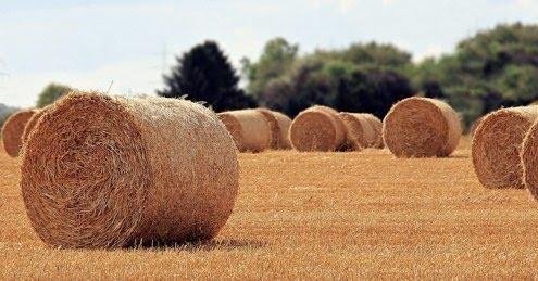 La PAC e l'ambiente: nemici giurati?