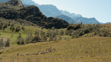 Zwischen Bergen und Bürokratie: Vom Leben eines Hirten in Abhängigkeit von EU-Subventionen