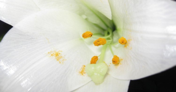 Negativauszeichnung: Distel für Erika Steinbach