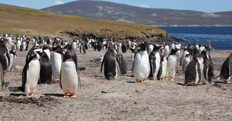 Die abgelegensten Orte der EU: Falklandinseln