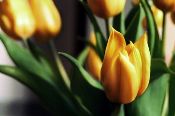 Tulipani gialli ed altri fiori dal mondo (V)