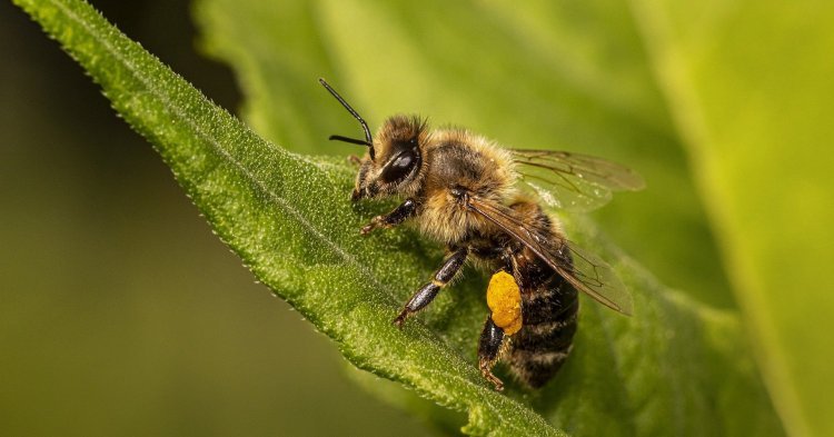 L'initiative « sauvons les abeilles et les agriculteurs »