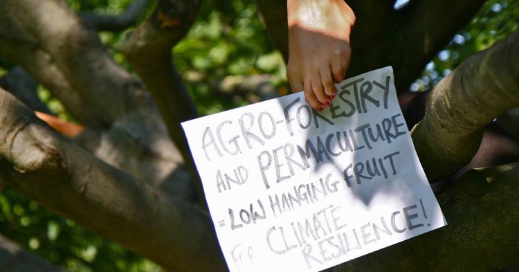 Glyphosate : et si l'alternative à l'agriculture chimique venait d'une refonte de la PAC ?