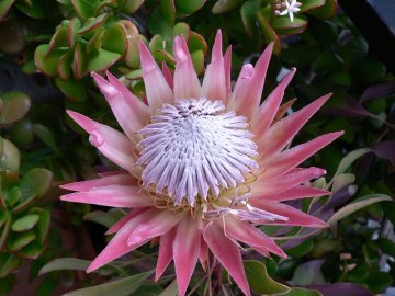 Tulipani gialli ed altri fiori dal mondo (VII)